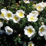 Wild roses: Pimpinellifolia Rose