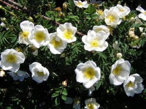 Wild roses: Pimpinellifolia Rose
