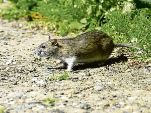 Tipos de plagas: Ratas