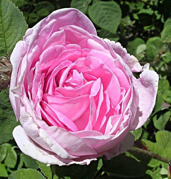 Rosa centifolia