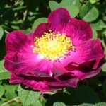 Wild roses: Gallica Rose