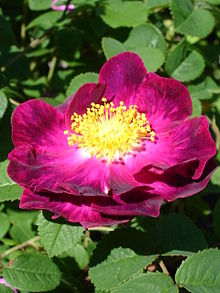 Wild roses: Gallica Rose