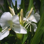 The butterfly, National Flower of Cuba