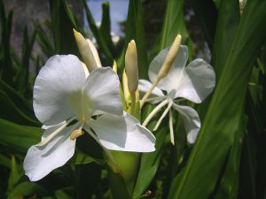 The butterfly, National Flower of Cuba