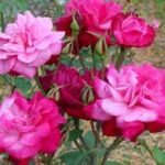 The ancient rosebushes: Chinese rose