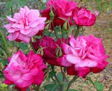 The ancient rosebushes: Chinese rose