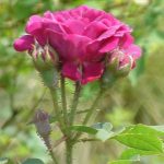 The ancient rosebushes: Mossy rose
