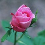 The ancient rosebushes: Hybrid perpetual rose