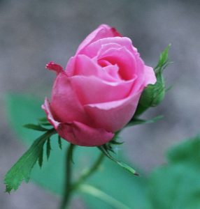 The ancient rosebushes: Hybrid perpetual rose