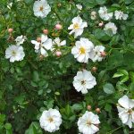 The ancient rosebushes: patio Rose