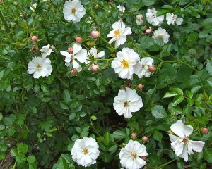 The ancient rosebushes: patio Rose