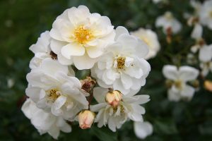 The ancient rosebushes: patio Rose