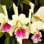 Cattleya