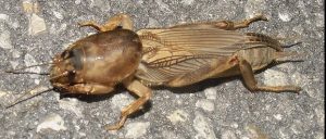 Types of pests: Mole cricket