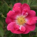 Las rosas silvestres: Rosas eglanterias