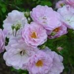 The ancient rosebushes: Noisette Rose