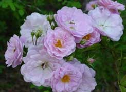 The ancient rosebushes: Noisette Rose