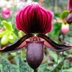 Paphiopedilum