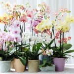 Orchid type:Phalaenopsis