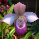 Phragmipedium