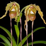 Phragmipedium caudatum