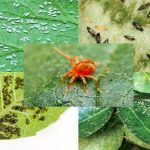 Types of pests