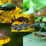 Types of pests: snails, ants, grasshoppers, cetonia and insect bugs