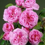 The ancient roses: rose centifolia