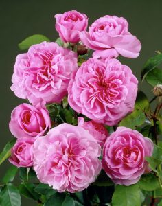 The ancient roses: rose centifolia