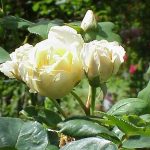 rosebushes noisetianos