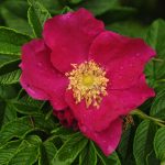 Rosa rugosa