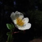 The ancient rosebushes Roses sempervirens