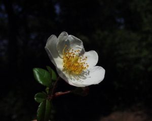 The ancient rosebushes Roses sempervirens