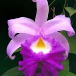 Orchid type: Sobralia