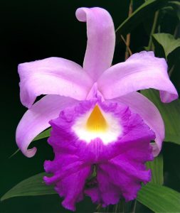 Orchid type: Sobralia