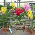 Orchid type: Vandas