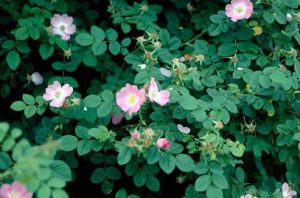 Wild roses: eglanterias rosesas