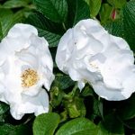 Las rosas silvestres: Rosa rugosa