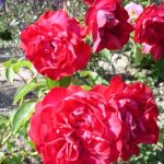 The ancient rosebushes: Chinese rose