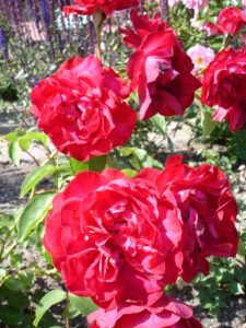 The ancient rosebushes: Chinese rose