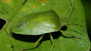 Types of pests: Insect bug