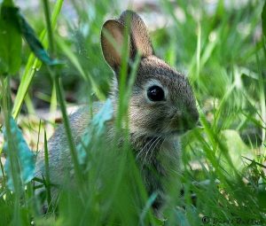 Types of pests: Rabbits
