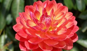 dahlias dahlias