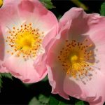 Wild roses: Canine Rose