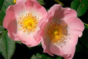 Wild roses: Canine Rose