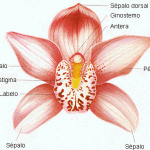 Orchid structure