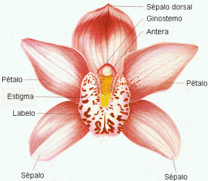 Orchid structure