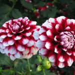 Dahlia