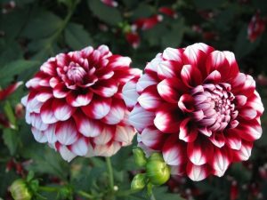 Dahlia Dahlia