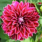 Characteristics of the dahlias